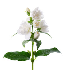 Naklejka na ściany i meble Jasmine flower, isolated on white background. Branch of white terry jasmine flowers.