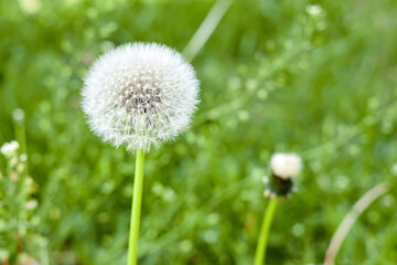 White fluffy dandelion on a green lawn