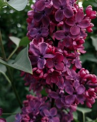 Fototapeta premium pink flowers