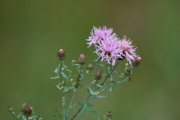 Wiesen-Flockenblume (Centaurea jacea)