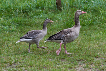 Graugänse in Brandenburg	