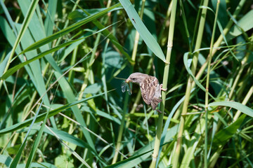 Haussperling Weibchen mit Libelle