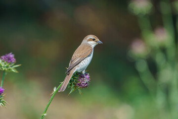 Red-backed Shrike (Lanius collurio) perched on a flower