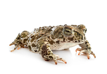 Natterjack toad in studio