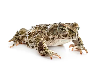 Deurstickers Natterjack toad in studio © cynoclub