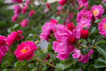 pink and white tulips