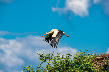 Storch im Flug