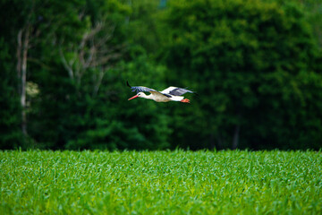 Storch im Flug