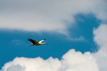 Storch im Flug
