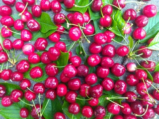 Ripe, red cherries picked with green leaves are healthy to eat because they have a lot of vitamins