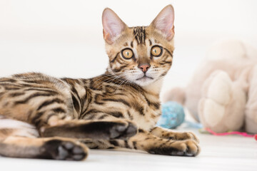 Young bengal cat playing, white background