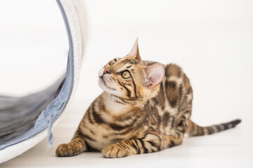 Young bengal cat playing, white background