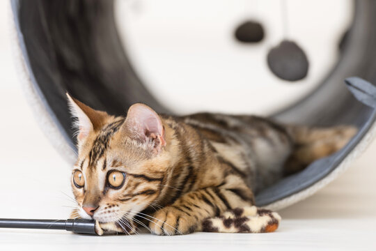 Young bengal cat playing in a tunnel, white background