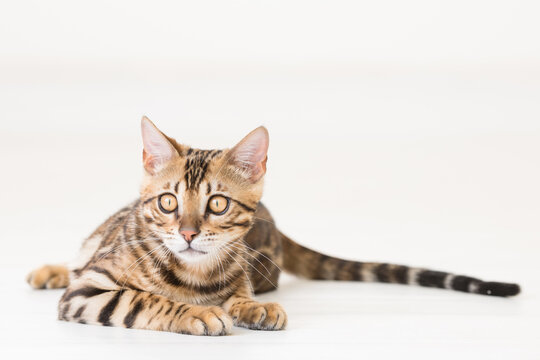 Young bengal cat lying on the ground, white background