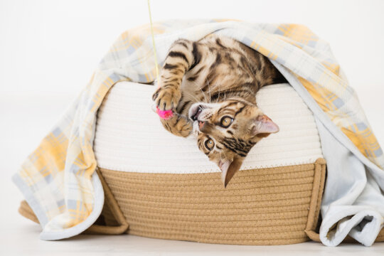 Young bengal cat in a basket, white background