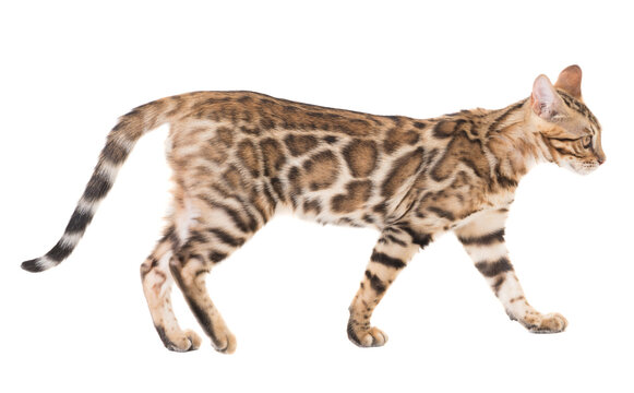 Side view of young bengal cat walking, isolated on white background