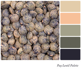 Puy lentils in a colour palette with complimentary colour swatches in green, natural tones. 