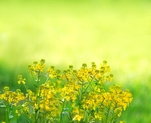 blossoming yellow flowers Barbarea vulgaris (canola) on green abstract blurred natural background. Rapeseed Field. Spring summer season. beautiful harmony rustic floral landscape.