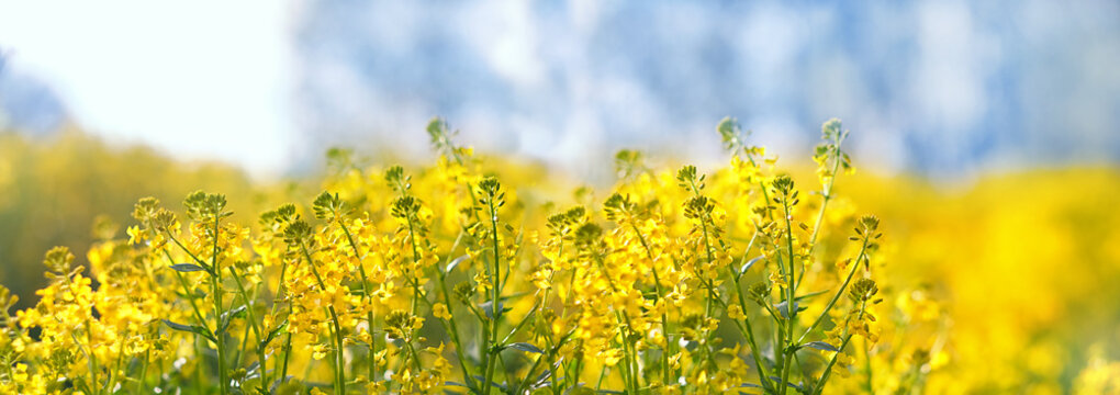 blossoming yellow flowers Barbarea vulgaris (canola) on field, abstract blurred natural background. Rapeseed Field. Spring summer season. beautiful harmony rustic floral landscape. banner
