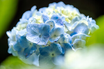 blue and white flower