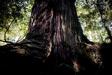 神々しい光　神々しい自然