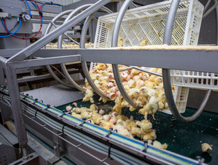 new born chickens on conveyor belt, industrial poultry breeding farm