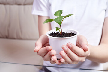 A little girl holds a flower pot with a newly transplanted young plant in her hands