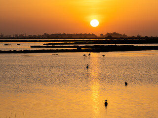 Flamingos and birds in lagoons in the Ebro delta in Catalonia during sunrise. 