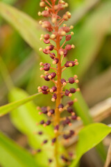 Tropical Pitcher-Plants Genus Nepenthes flower macro