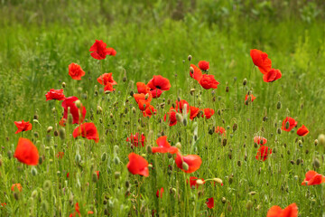 Summer field of blooming wild poppies