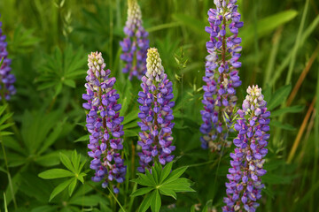 Summer field of blooming wild violet delphiniums