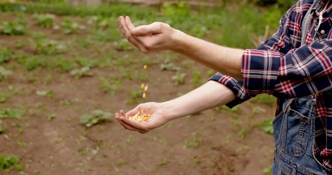Human hands sort, pile corn seeds from hand to hand in vegetable garden in early spring time. Concept of jobs, occupations, bio products, ecology, grow vegetables