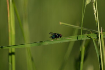 Common green bottle fly on a blade of grass