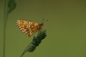 Heath fritillary butterfly on a plant