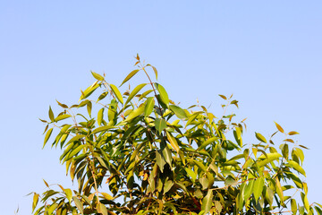 Jamun tree Green Leaves On blue sky. Syzygium cumini, commonly known as Malabar plum, Java plum, black plum, jamun or jambolan, is an evergreen tropical tree in the flowering plant family Myrtaceae.