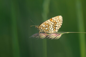 Heath fritillary butterfly on a plant