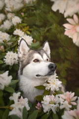 Portrait of an Alaskan Malamute dog in white flowers