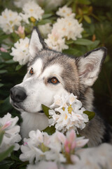 Portrait of an Alaskan Malamute dog in white flowers
