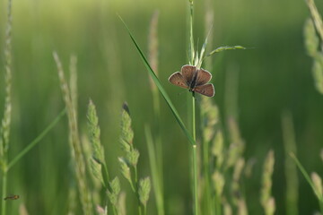 Argus butterfly in nature on a plant