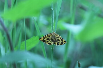 speckled yellow moth butterfly sitting in the grass green background