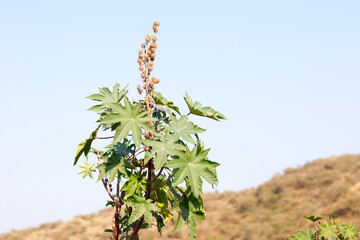 Dry seeds Castor oil plant, vegetal from where extracts the known laxative castor oil, used to...