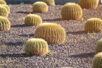 Round large cactus and cacti with thorns among the pebbles as landscaping in the city park 