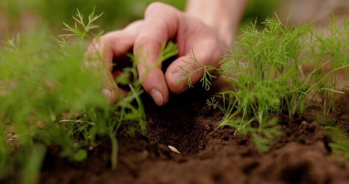 Farmer planting carrot seeds in ground in vegetable garden in early spring time. Concept of jobs, occupations, bio products, ecology, grow vegetables