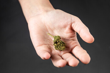 Naklejka na ściany i meble Marijuana bud on a female palm on a black background.