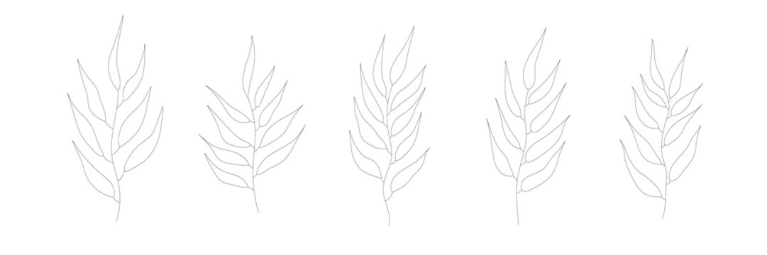 Vector set of tree branch icons isolated on white background. Tropical palm trees branches. High quality vector botanic icons and elements for your design
