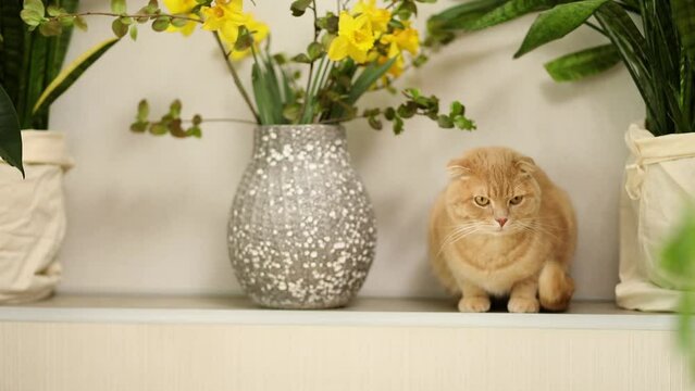 Ginger domestic cat sit near green leaves and flowers of domestic plants, cat and plants, scottish shorthair pet.