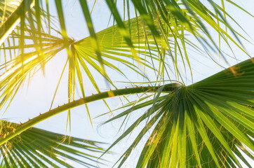 Fototapeta premium Backlit fresh palm tree leaves on blue sky background. Tourists attraction. Natural tropical textured abstract background.