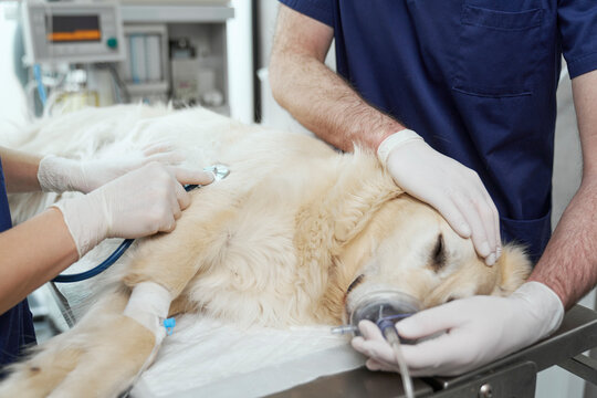 Close up of doctor's anaesthetising the dog on the table
