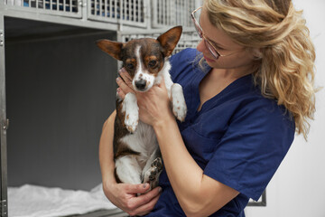 Female veterinary doctor holding small dog by cages - obrazy, fototapety, plakaty