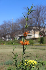 日本の公園に咲くレオノチスのオレンジ色の花が秋の空に映える様子